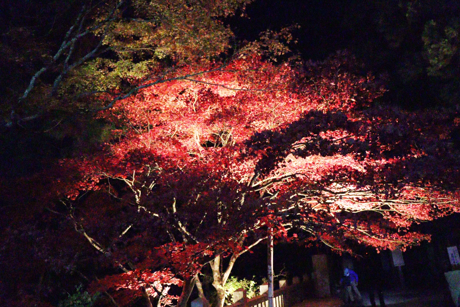 伊勢原大山 大山もみじ祭 紅葉