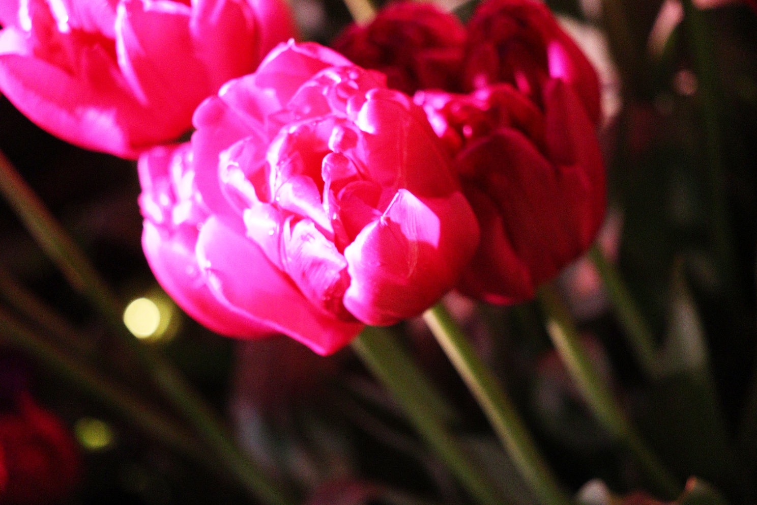 江の島 サムエル・コッキング苑 湘南の宝石