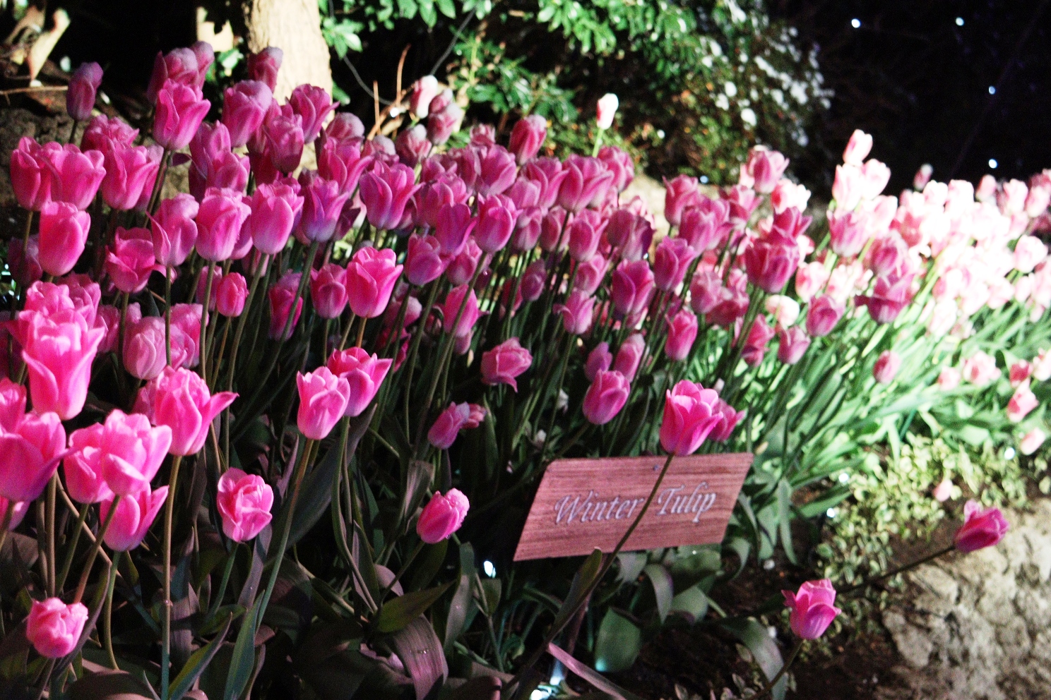江の島 サムエル・コッキング苑 湘南の宝石