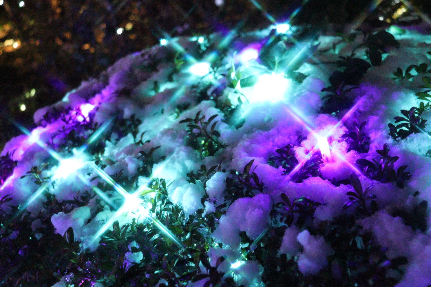 江の島 サムエル・コッキング苑 湘南の宝石