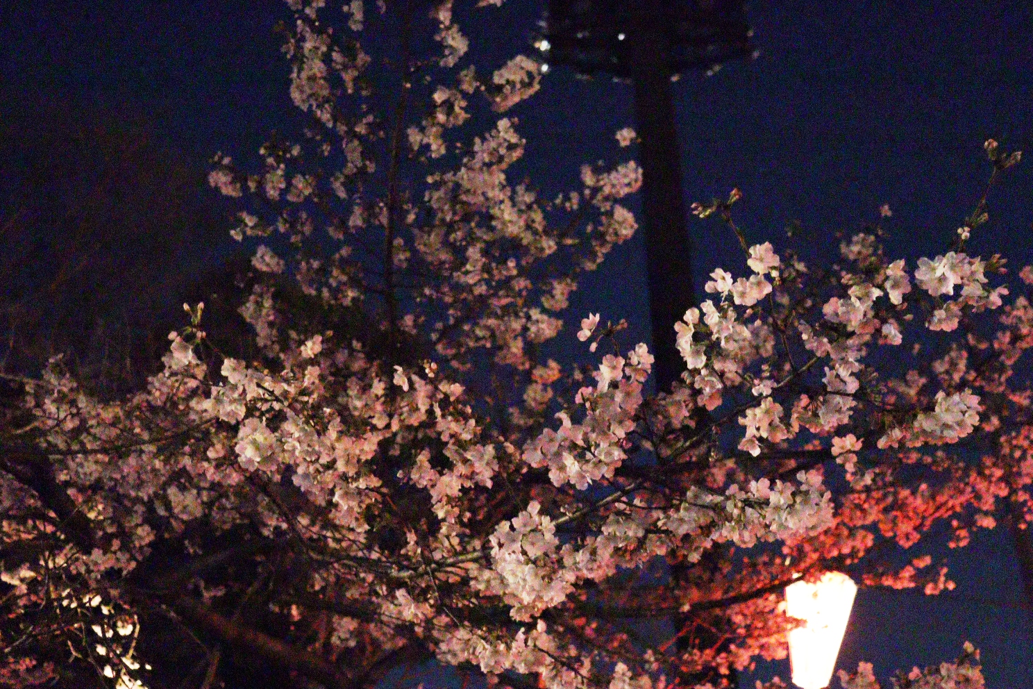 上野恩賜公園 うえの桜まつり