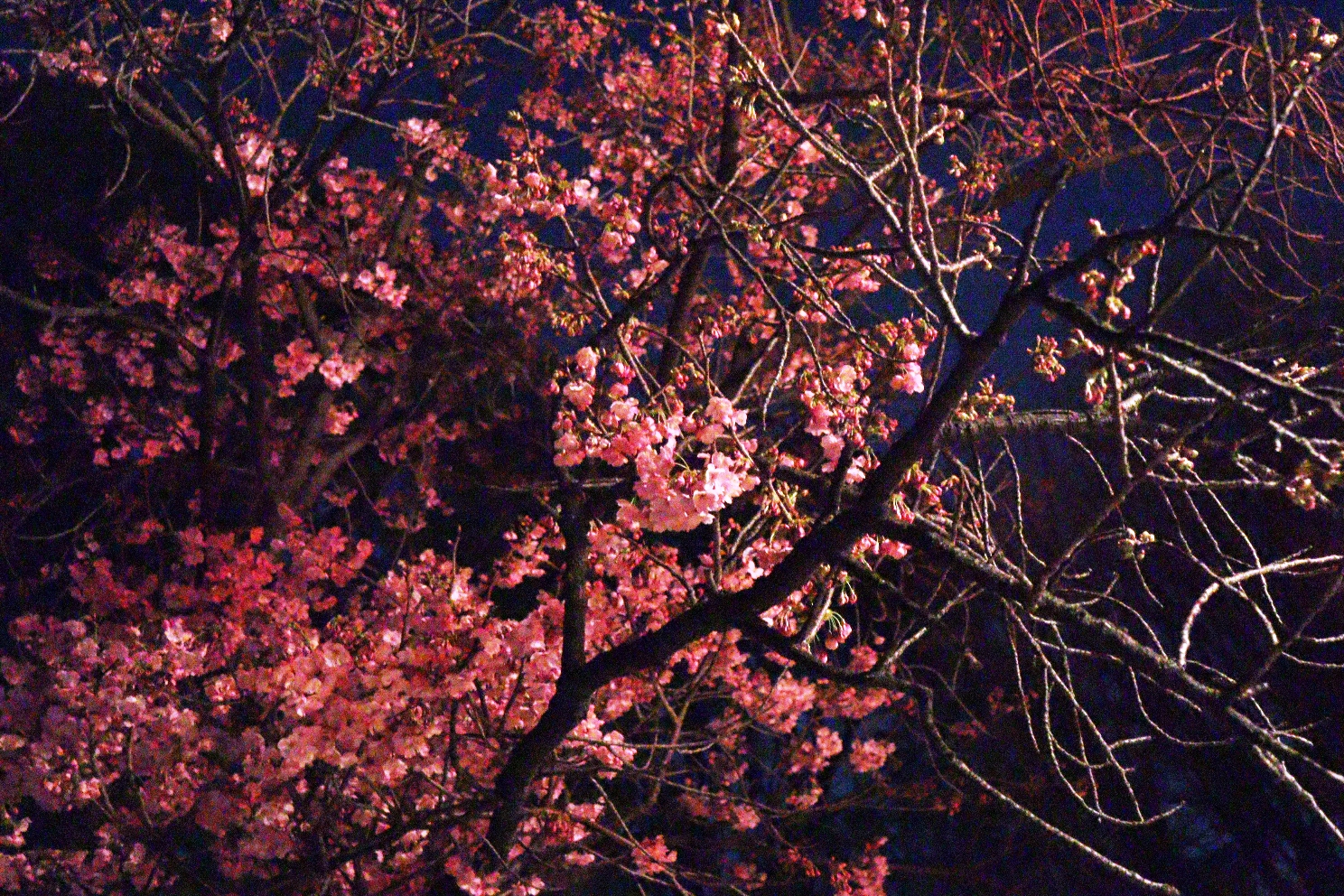 上野恩賜公園 うえの桜まつり