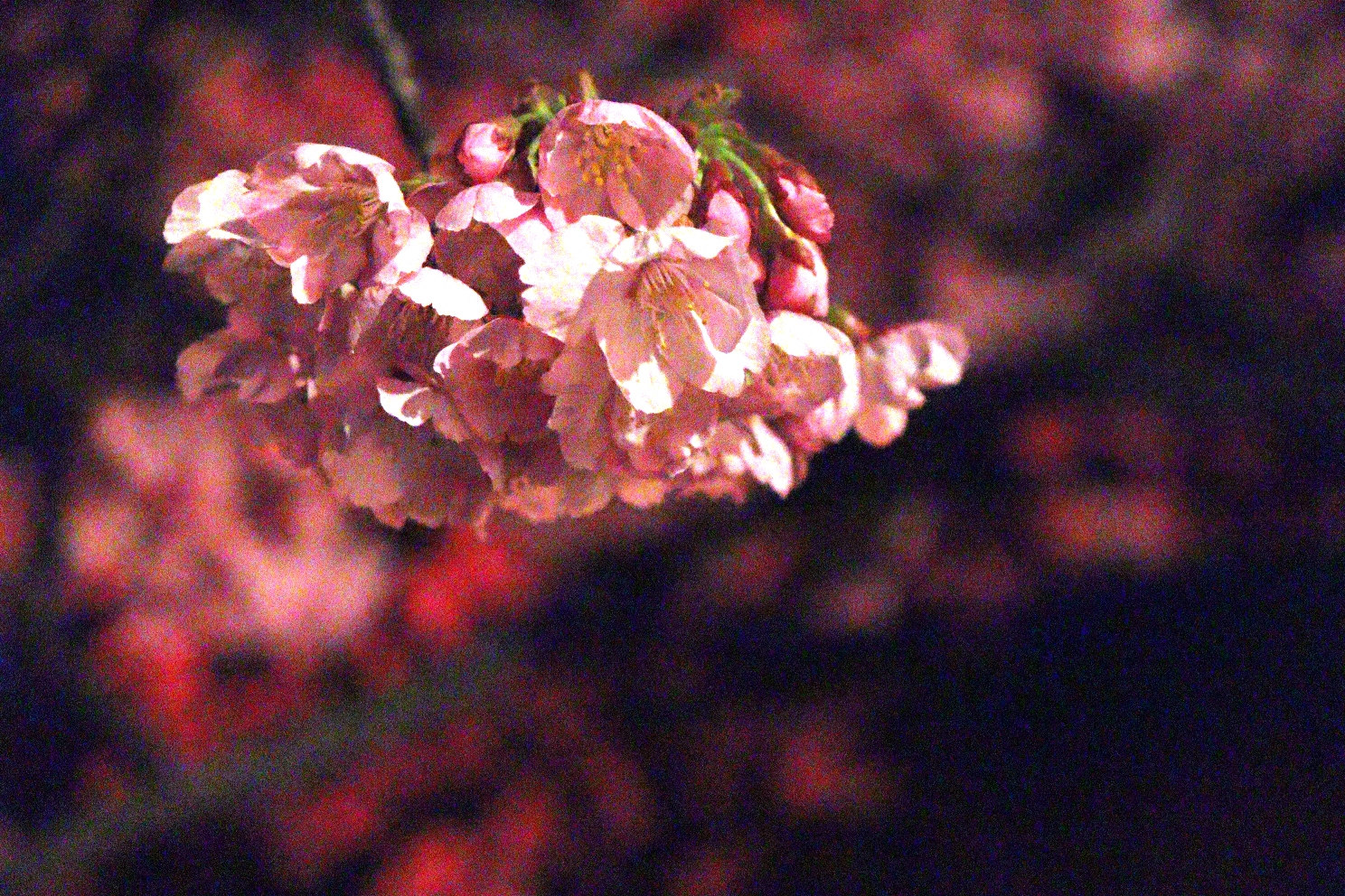 上野恩賜公園 うえの桜まつり