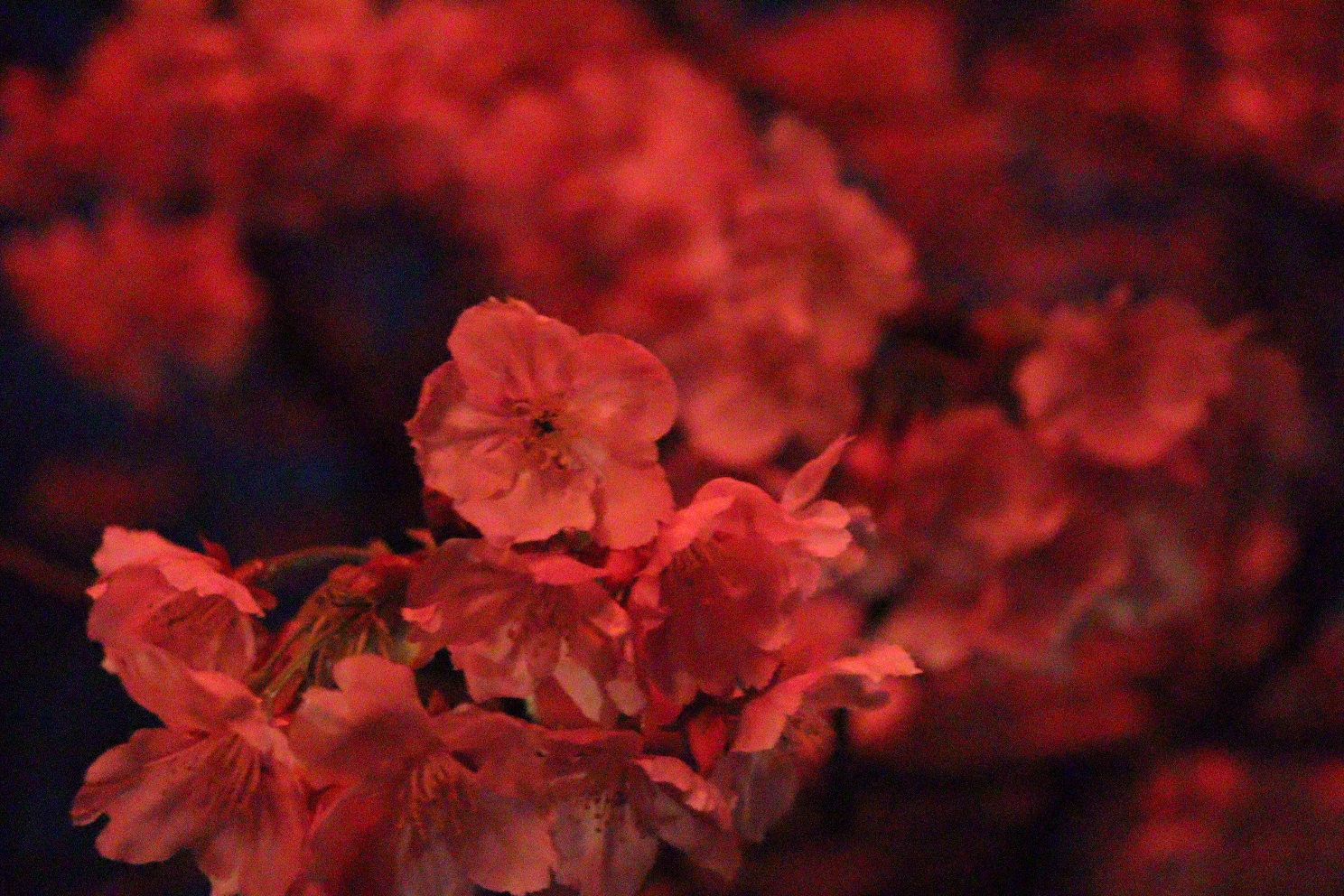 上野恩賜公園 うえの桜まつり