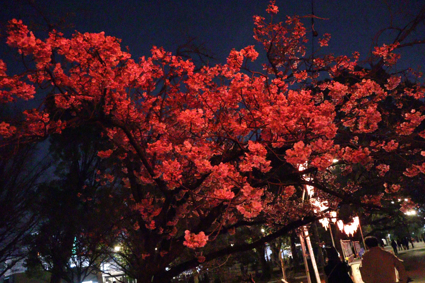 上野恩賜公園 うえの桜まつり