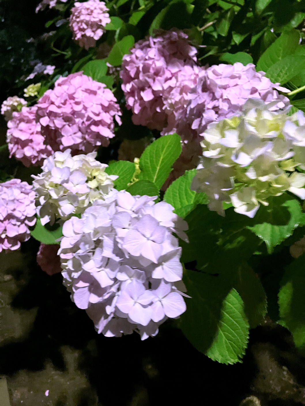  八景島  八景島シーパラダイス 八景島あじさい祭