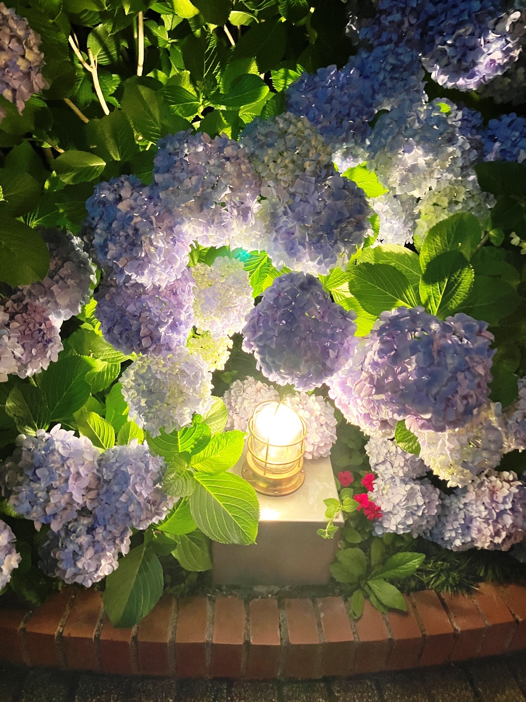  八景島  八景島シーパラダイス 八景島あじさい祭
